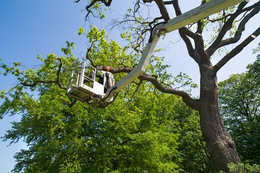 tree-service-arborist